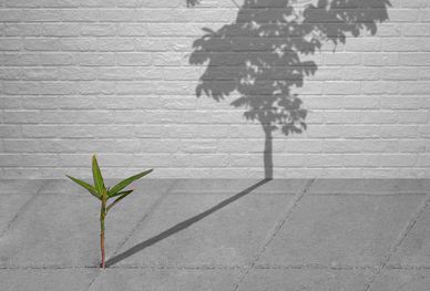 Small plant casting a large tree shadow on a brick wall.