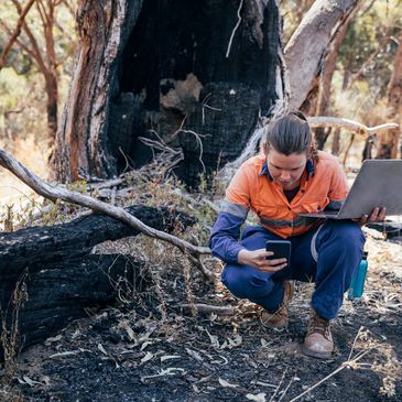 Monitoring Project Arborist Supervision Works Compliance Reporting