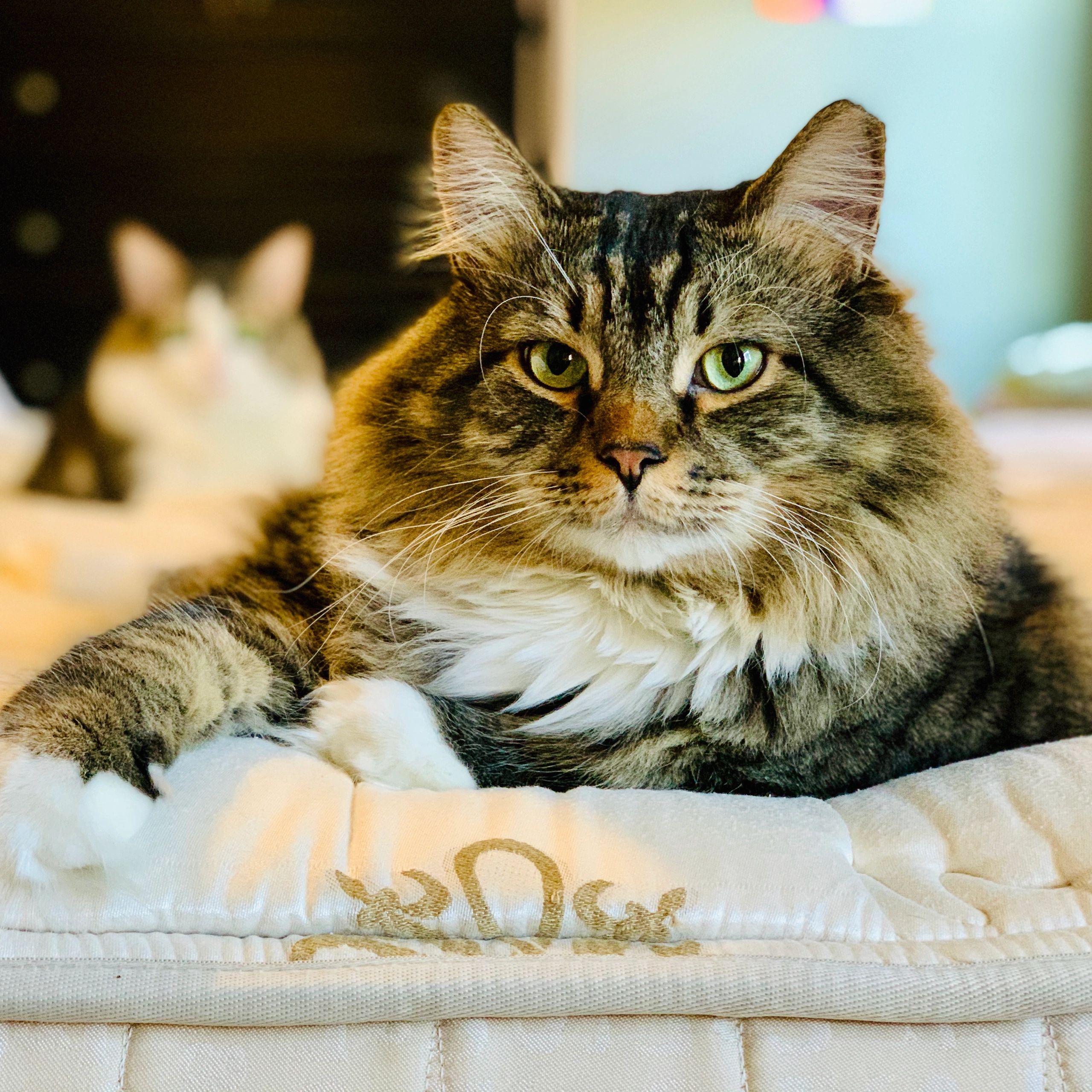 Close-up of a tabby cat with green eyes lying on a soft white surface.