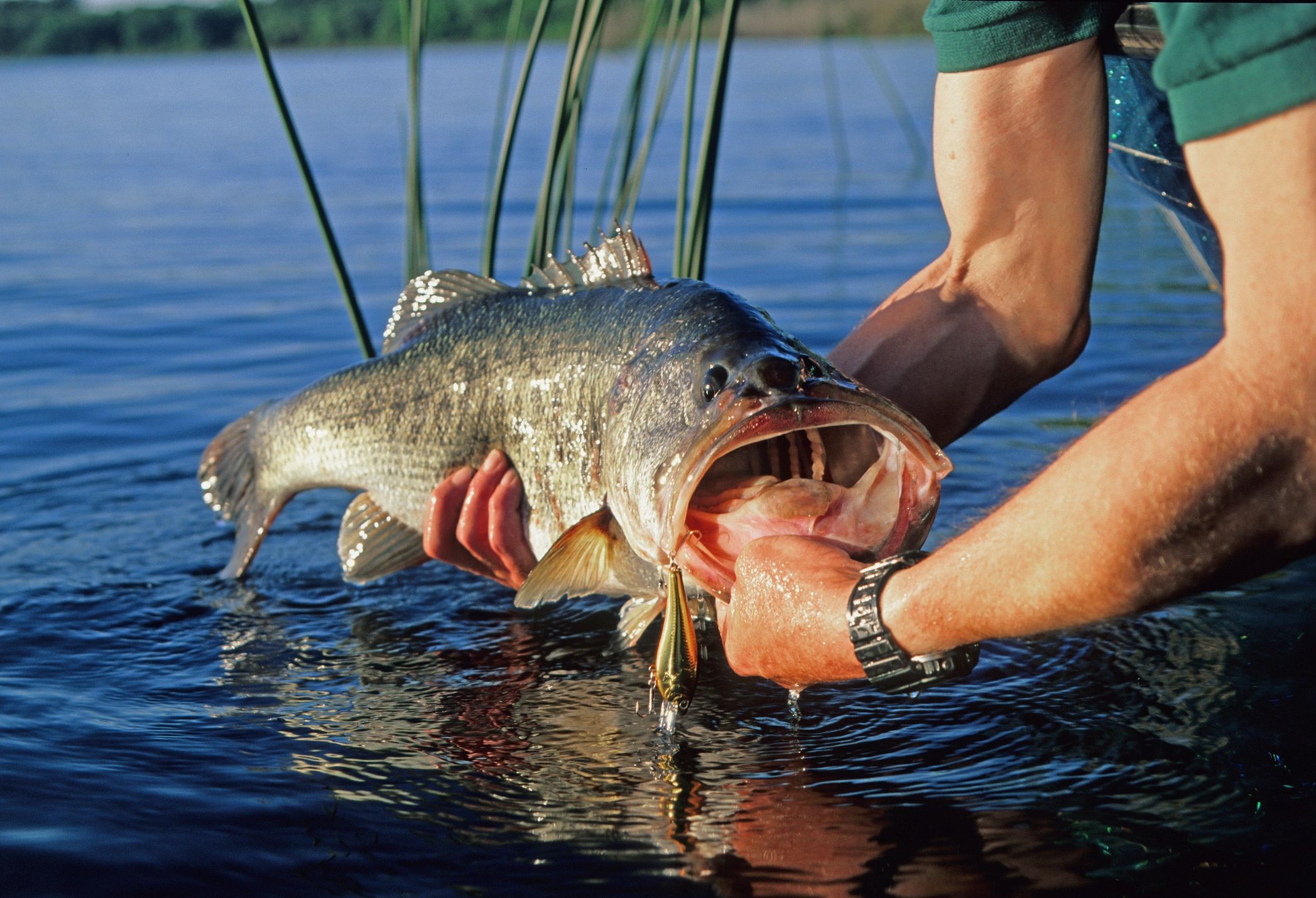 A person holding a large fish by the water.