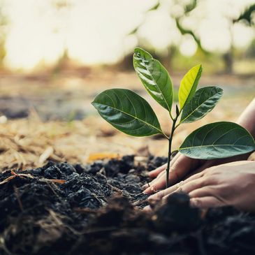 Hands planting a young seedling in soil during golden hour.