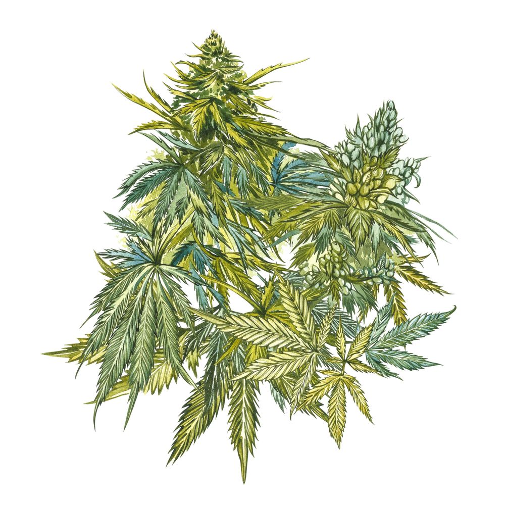 Detailed watercolor illustration of cannabis leaves and buds in various shades of green.