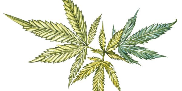 Detailed botanical illustration of three cannabis leaves in varying shades of green.