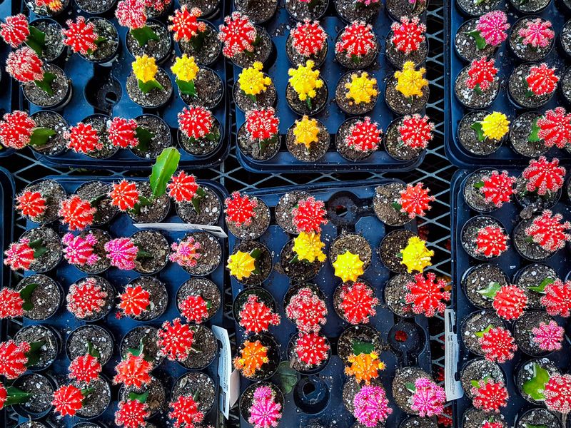 Full frame close up top view on many colorful flowers in flower pots at flower nursery