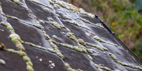 Paneless Window Cleaning Inc photo 4