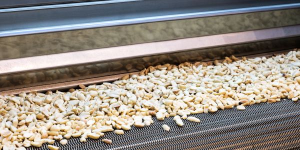 Peanuts drying on a conveyor belt.