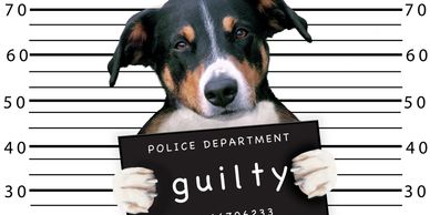 Dog bite lawsuit
injury
compensation