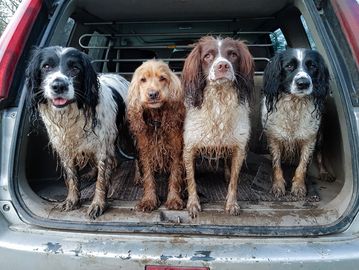 Four muddy dogs standing in the back of an open car trunk.