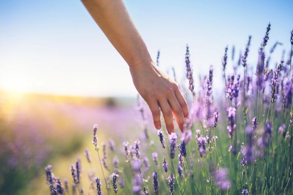 Hand gently touching lavender flowers in a sunlit field.