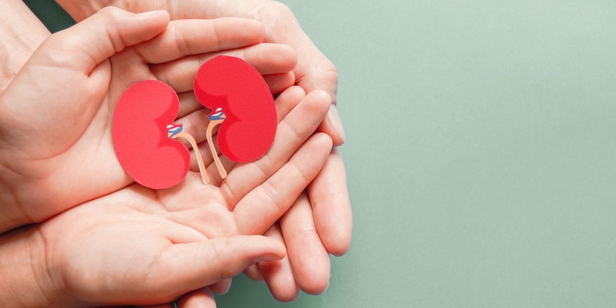 Hands holding a paper model of human kidneys symbolizing care.