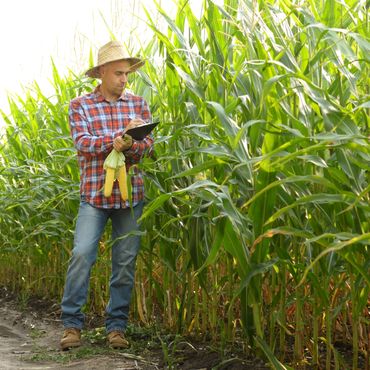 Farmer inspecting corn while taking notes in the field.