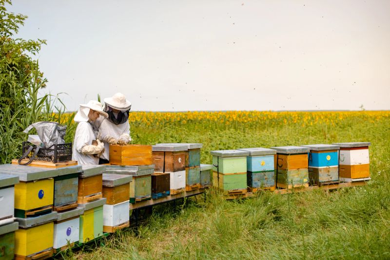 Father and daughter beekeepers are working in their bee farm