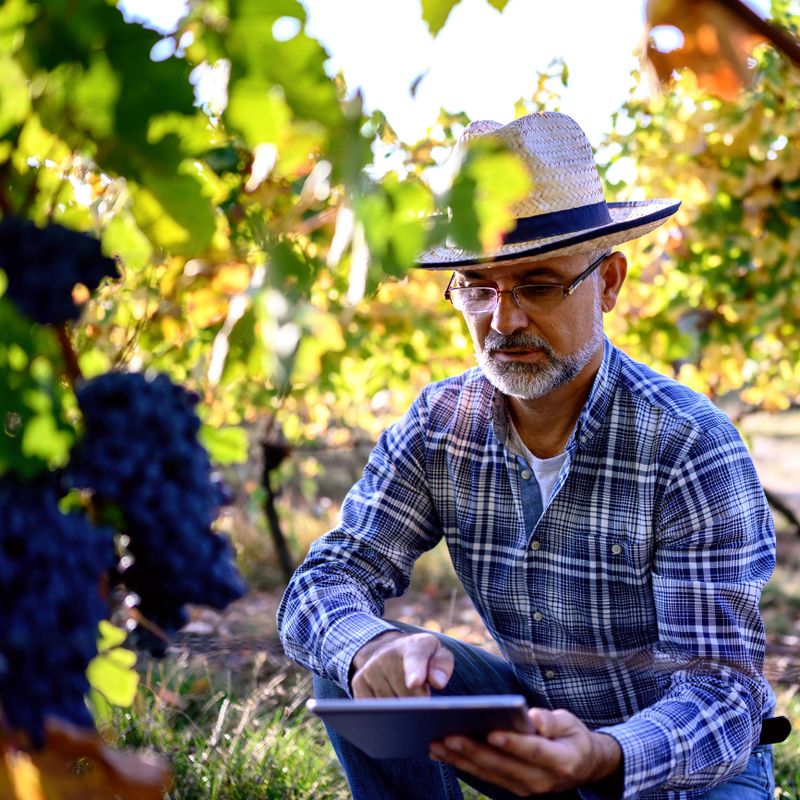Man using digital tablet in vineyard