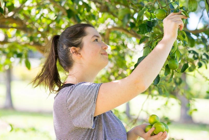 Happy young woman working on an orchard in Hawaii collecting limes and other fruit on the island of Hawaii in Kapaau. She is wearing a striped t-shirt and has her hair pulled back, while being surrounded by green tree leaves.