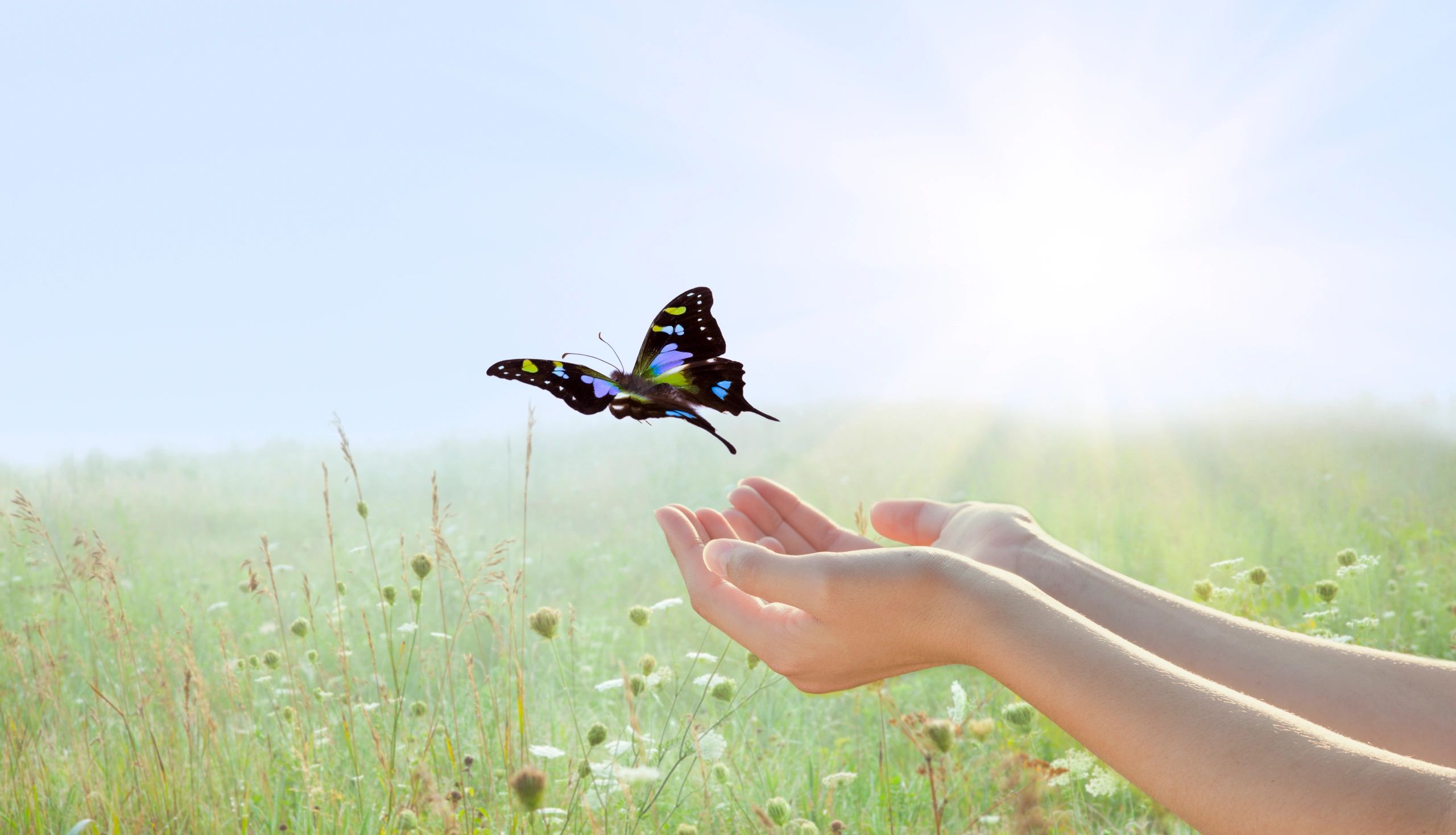Healing and Renewal