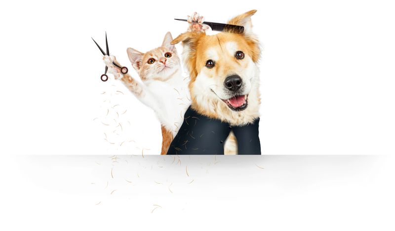 Funny kitten grooming dog using scissors and comb with clipped hair falling down in front of blank white web banner with room for text