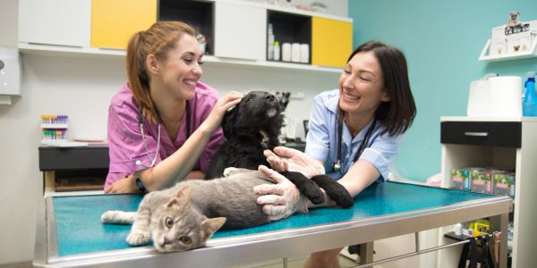 Two vets examining a dog and cat in a clinic.