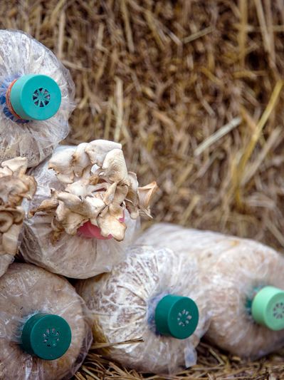 Mushroom Cultivation Using Wheat Straw 
