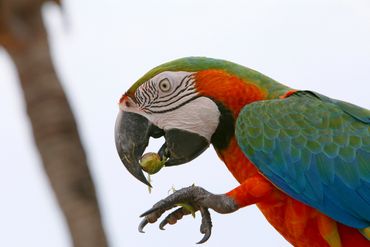 Tim- Scarlet and Blue and Gold Hybrid- Catalina Macaw.