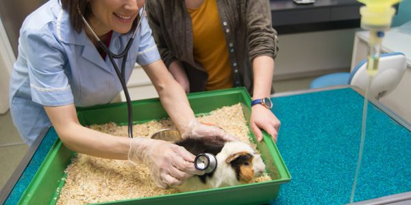 Veterinarian examining a guinea pig with a stethoscope.