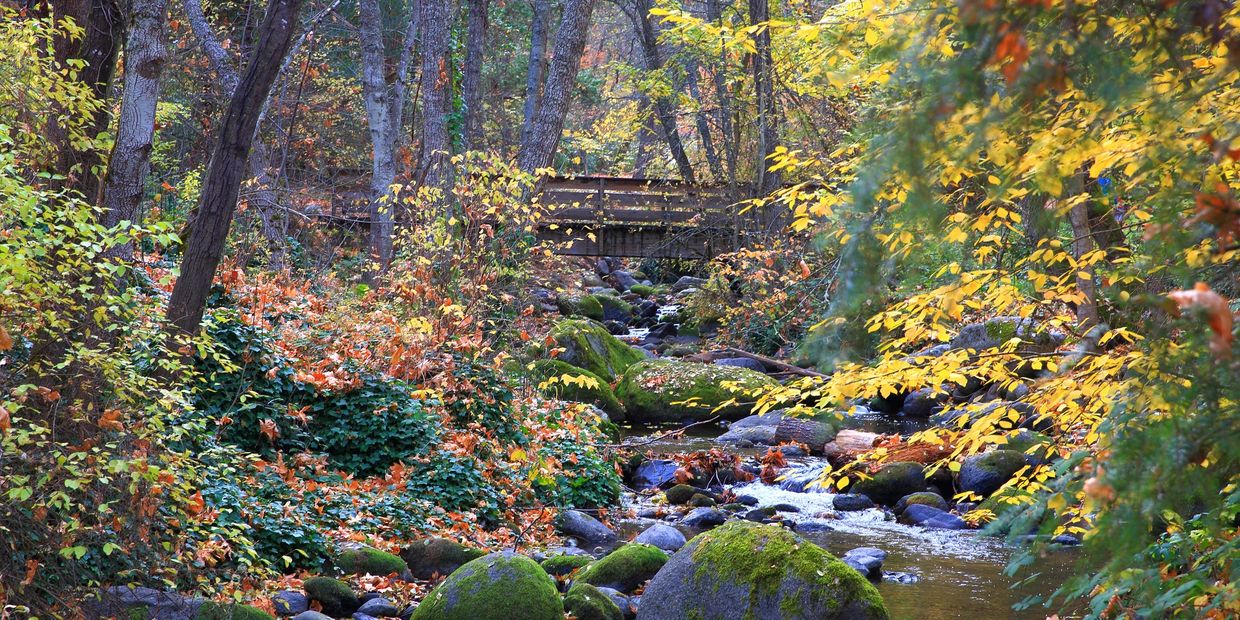 small waterfall flowing through the forest