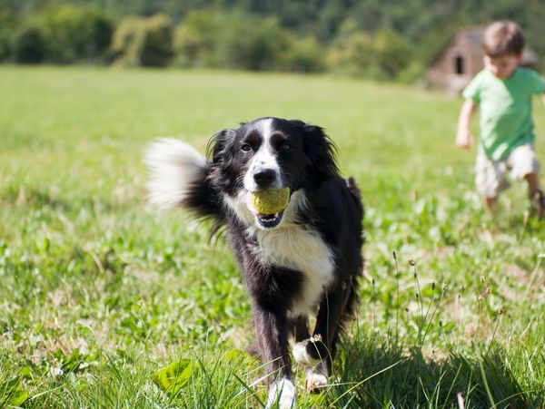 Border collie carrying a tennis ball with a child running behind in a grassy field.