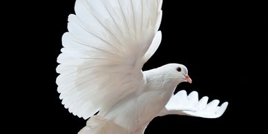 A dove flying