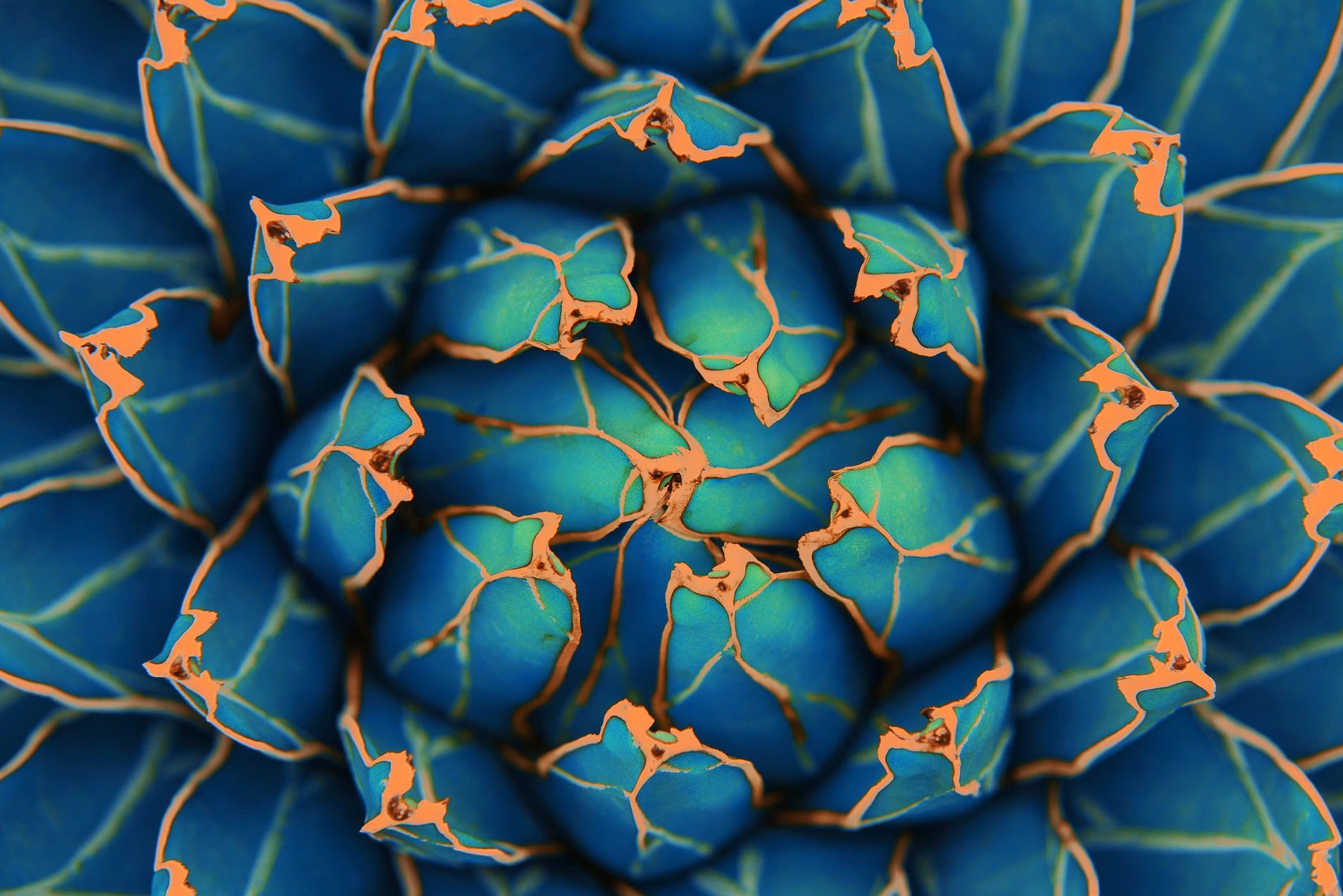 close up of beautiful blue, green, and orange  flower