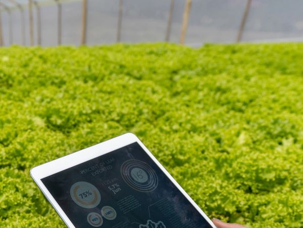 Farmer utilizing IoT for precision farming