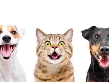 Happy pet sitting discount page