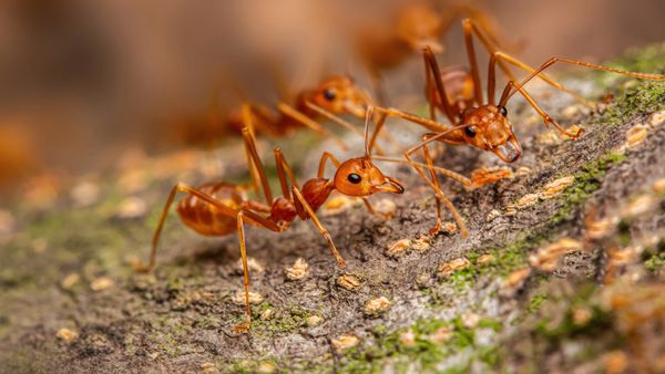 Control of Invasive Species - Fire Ants