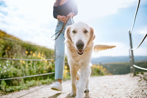 Golden retriever walking on a sunny path.