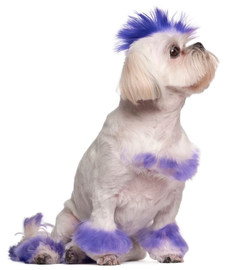 Shih Tzu with purple mohawk, sitting, white background.
