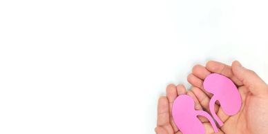 Hands holding pink paper kidneys.