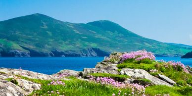 Rocky coastline with pink flowers and green hills by the blue sea.