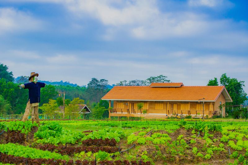 Organic vegetable farm in the morning, fresh, healthy There are vegetables for cooking and the sky is blue with fresh white clouds.