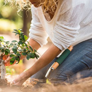 Planting a tree.