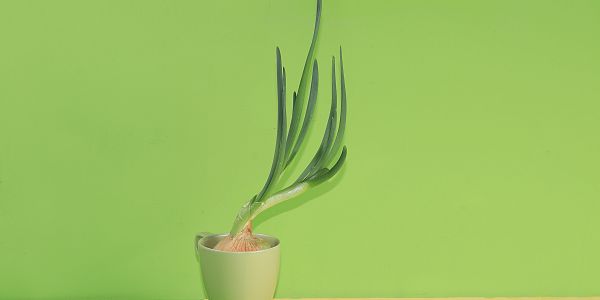 Onion plant growing in a small pot against green background.