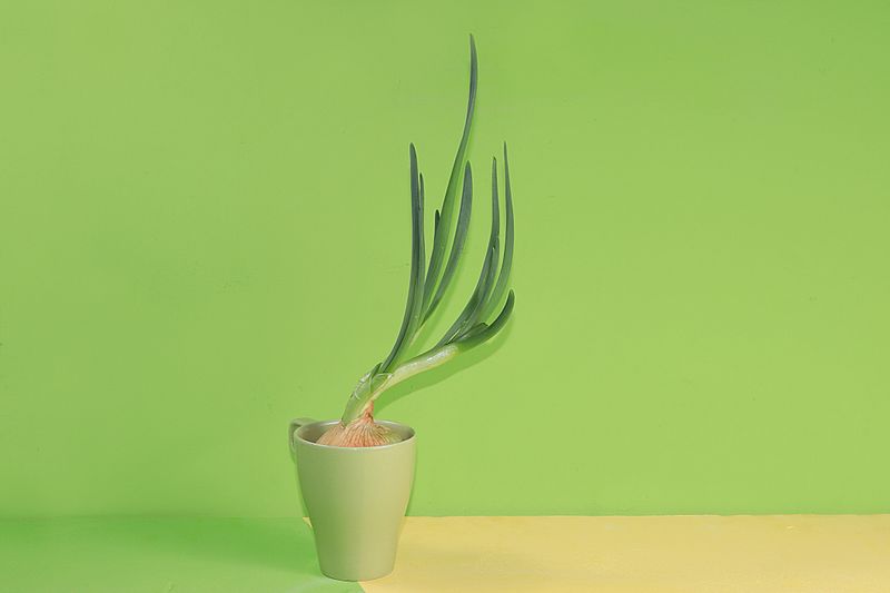 Onion in a mug on a green background. The minimum concept of healthy and natural foods to enhance immunity, a healthy lifestyle and weight loss, vitamins. banner for screen