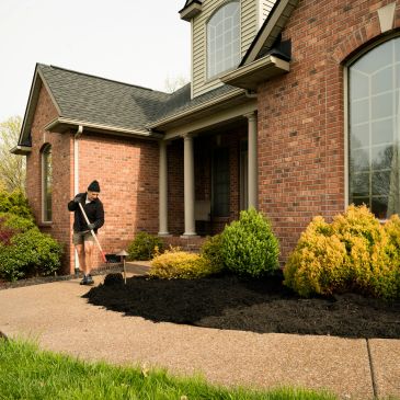 Person spreading mulch in front yard of brick house.