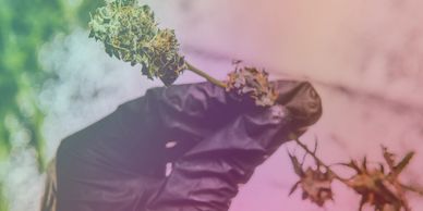 Gloved hand holding a cannabis bud with a colorful gradient background.