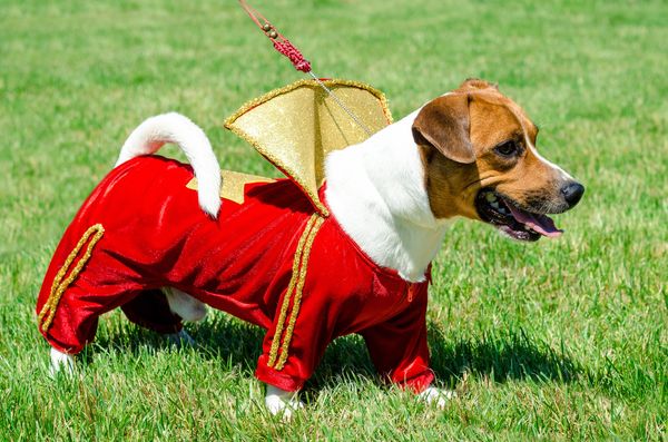 Dog dressed in a red dragon costume on grass.