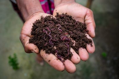 Hands holding soil with earthworms for worm composting.