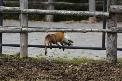 A fox jumping over a wooden fence.