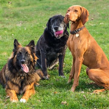 We clean the dog poop of 3 large dogs from your yard 2 times per week