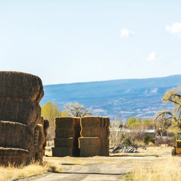 hay