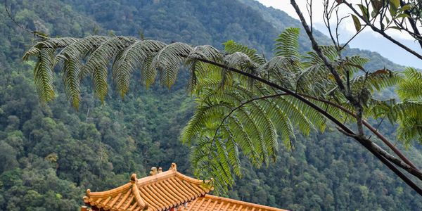 Orange-tiled roof peeks through lush greenery under a large fern branch in a mountainous area.