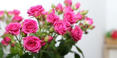 Farm Direct Fresh Cut Hot Pink Spray Roses