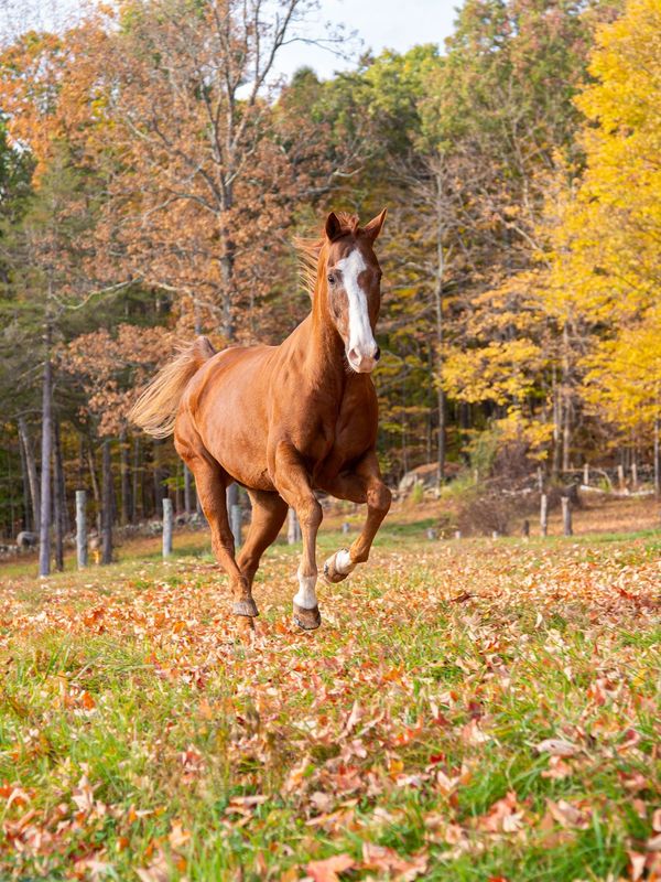 Post therapy horse enjoying painfree movement