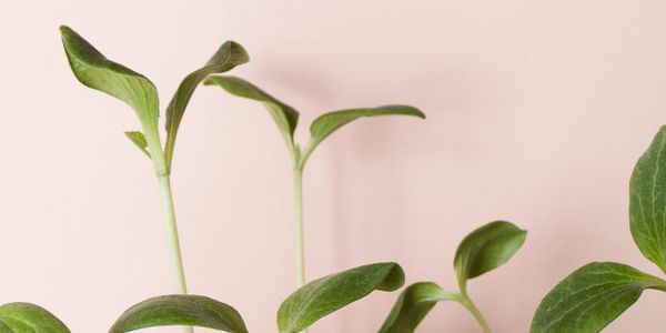 Green seedlings growing around miniature wooden houses on a pale pink background.
